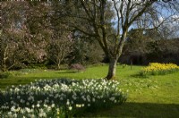 Narcissus, Magnolia and Primroses at Thenford Gardens and Arboretum, Thenford, Burford, Oxfordshire, UK
