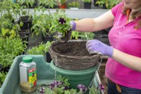 Planting up a hanging basket with petunias