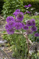 Allium 'Purple Sensation' in cottage garden