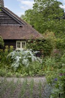 Onion patch in cottage garden with architectural Cynara cardunculus, Cardoon behind