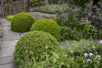 Box ball topiary alongside informally planted cottage style border