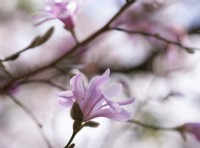 Magnolia 'Leonard Messel' 