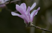 Magnolia 'Leonard Messel' 
