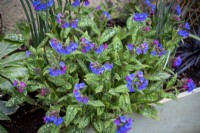 Pulmonaria 'Benediction' - lungwort - growing in a wooden trough