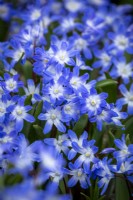 Scilla 'Blue Giant' syn. Chionodoxa forbesii 'Blue Giant' - Glory of the Snow, Squill