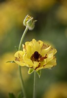 Ranunculus Rococo Yellow Rocyellow (Rococo Series)