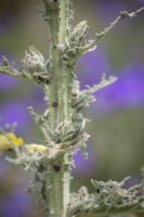 Mullein moth caterpillars -  Cucullia verbasci - damaging the foliage of Verbascum olympicum
