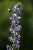Bee on Echium vulgare - Viper's bugloss