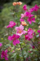 Rosa Ã— odorata 'Mutabilis' syn. Rosa chinensis 'Mutabilis'.  Tea rose
