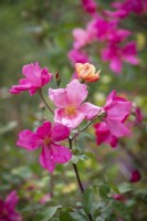 Rosa Ã— odorata 'Mutabilis' syn. Rosa chinensis 'Mutabilis'.  Tea rose