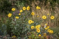 Helianthus 'Monarch' AGM syn. Helianthus atrorubens 'Monarch' - sunflower