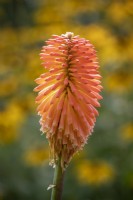 Kniphofia 'Ed's Findling' - Red hot poker