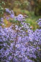Symphyotrichum laeve 'Arcturus' - notable for dark leaves and stems