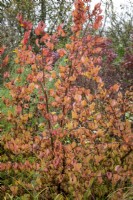 The autumn foliage of Cornus officinalis 'Kintoki' AGM - Japanese cornelian cherry