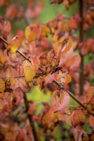The autumn foliage of Cornus officinalis 'Kintoki' AGM - Japanese cornelian cherry