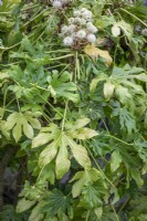 A sickly looking fatsia with yellowing foliage