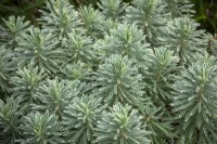 Euphorbia characias 'Silver Swan' syn. 'Wilcott'