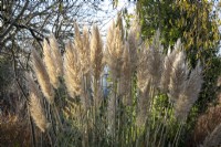 Cortaderia selloana 'Evita' AGM - Pampas grass