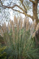 Cortaderia selloana 'Evita' AGM - Pampas grass