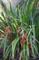 The berries of Iris foetidissima AGM - Stinking iris, Roast Beef plant