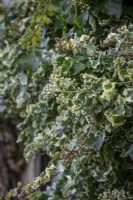 Hedera helix 'Curvaceous'. Ivy