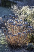 Frost on the seedheads of Sedum Herbstfreude Group 'Herbstfreude' syn. Sedum spectabile 'Autumn Joy', Sedum 'Indian Chief' - Stonecrop