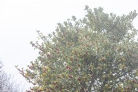 Ilex - Holly - berries in winter