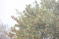 Ilex - Holly - berries in winter