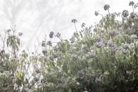 Hedera helix - Ivy - berries in winter