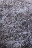 Frost on Cotoneaster horizontalis