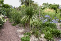 Gravel garden with agapanthus and cordyline in August