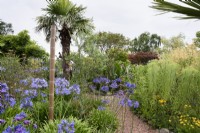 Garden of large foliage plants with agapanthus and Verbena bonariensis in August 