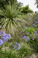 Agapanthus and Verbena bonariensis in an August garden beside Cordyline australis, the cabbage palm.