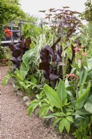 Border of large-leaved tropical looking plants including Canna 'Panache' and dark-leaved Canna 'General Eisenhower' in August