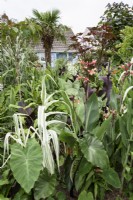 Border of large-leaved tropical looking plants including colocasias and Canna 'Panache' in August