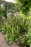 A bed of eucomis including Eucomis comosa and E. bicolor in August