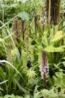 Bed of mixed eucomis including E. comosa and E. bicolor in August