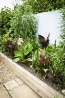 Raised border of cannas in August