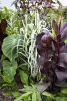 A mix of large foliage plants in August including dark canna, colocasias and variegated Arundo donax var. versicolor.