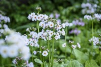 Primula japonica 'Postford White' in May