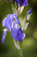 Blue bearded iris in May