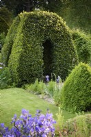 Clipped bay archway at the Old Rectory, Netherbury, Dorset in May, amongst clipped box and irises