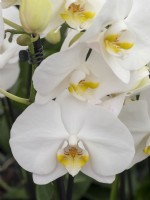 Phalaenopsis orchid in flower