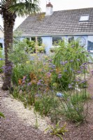 Gravel garden with Verbena bonariensis and orange watsonias in August