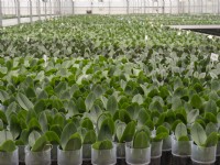 Potted Phalaenopsis orchids being grown on in a commercial nursery with individual plastic collars