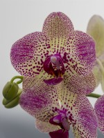Phalaenopsis orchid in flower
