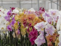 Phalaenopsis orchid crop in a commercial greenhouse, ready for sale