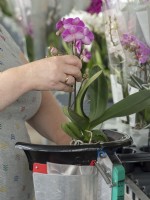 Preparing the Phalaenopsis orchid for sale