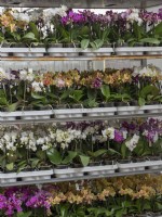 Trays of Phalaenopsis orchids ready for dispatch