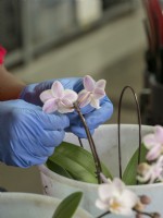 Clipping the Phalaenopsis orchid stems to hoops